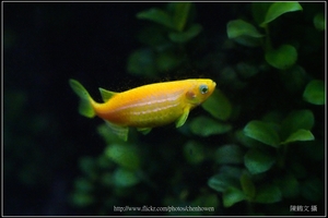 螢光斑馬魚_0355_Fluorescent Zebrafish.jpg