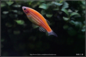 螢光斑馬魚_0353_Fluorescent Zebrafish.jpg