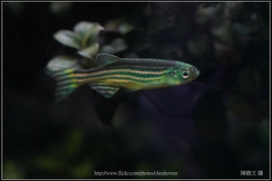 螢光斑馬魚_0381_Fluorescent Zebrafish.jpg