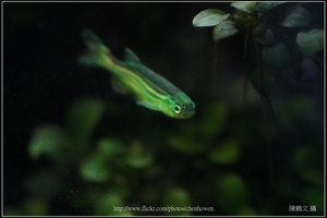 螢光斑馬魚_0380_Fluorescent Zebrafish.jpg