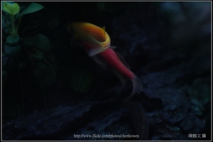 螢光斑馬魚_0373_Fluorescent Zebrafish.jpg