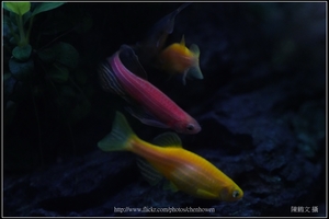 螢光斑馬魚_0375_Fluorescent Zebrafish.jpg