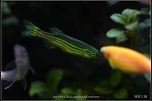 螢光斑馬魚_0379_Fluorescent Zebrafish.jpg