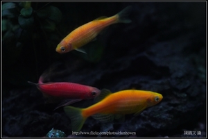 螢光斑馬魚_0376_Fluorescent Zebrafish.jpg