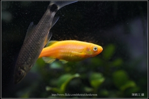 螢光斑馬魚_0382_Fluorescent Zebrafish.jpg