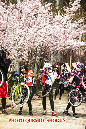 騎單車運動外掛賞賞櫻花