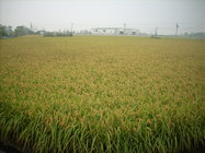 金色稻田