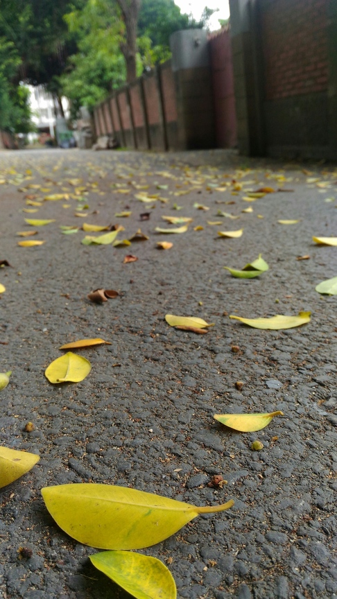巷弄中的落葉