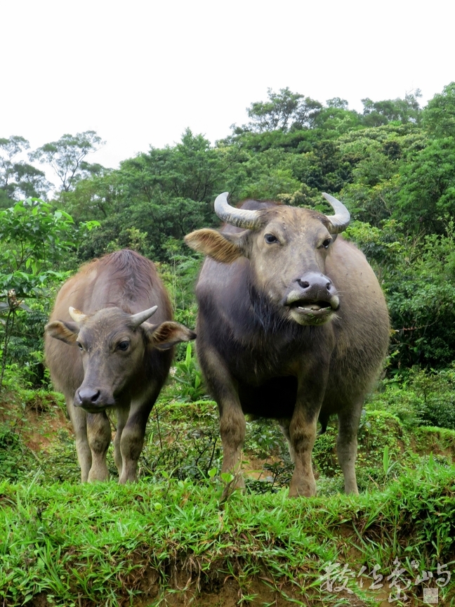 台灣牛