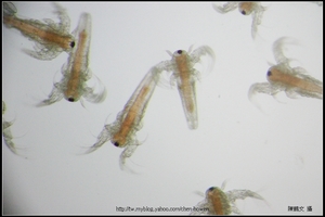 顯微鏡下的豐年蝦幼蟲