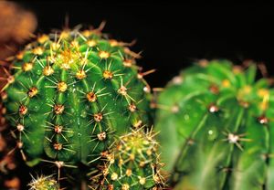 仙人掌 Cactus