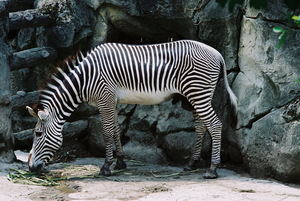 斑馬 zebra