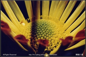 菊花花朵微距攝影
