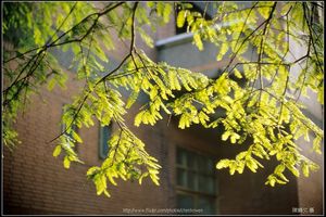 秋陽下的樹枝和樹葉 (落羽松)