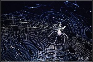 蜘蛛和蛛網-01