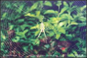 蜘蛛-1 -1210-05