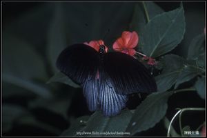 蝴蝶（學名待查）-0323-07