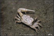 Crab-02_螃蟹