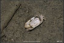 Crab-01_螃蟹