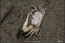Crab-03_螃蟹