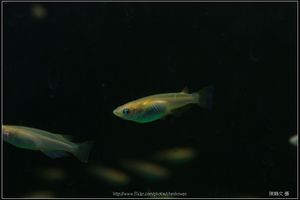 Female medaka -1 (日本青鱂魚)