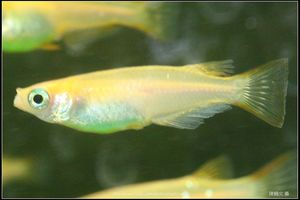 Male medaka (日本青鱂魚)