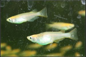 Male and female medaka (日本青鱂魚)