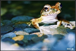 褐樹蛙