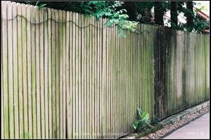 竹籬（測試CONTAX C-Y 100mm F2 綠色的衍譯能力）