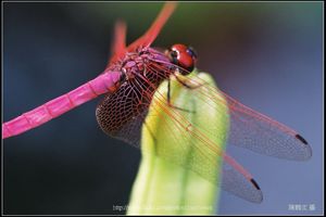 紫紅蜻蜓 (Trithemis aurora, male)-01